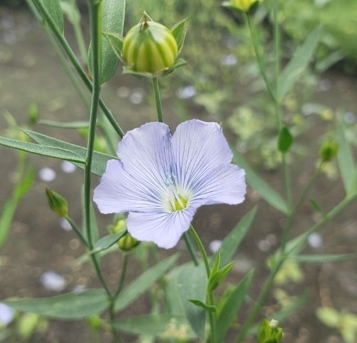 Flax flowers-colors and how they bloom-