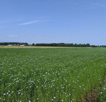 History of flax cultivation in Hokkaido