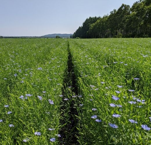 Where flax cultivation is carried out in Hokkaido