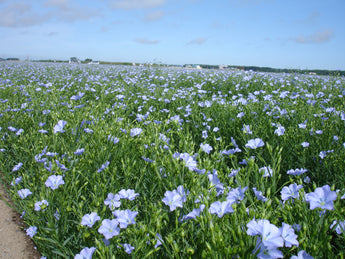 Areas where flax cultivation is flourishing-World and Japan-